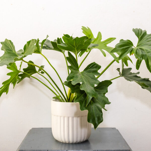 Luxe Leaf Beauty – Philodendron Selloum