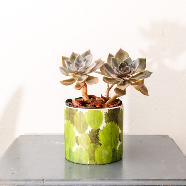 Succulent Chic – Stylish Plant Arrangement