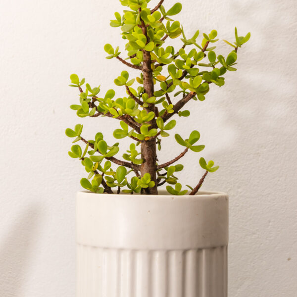 Spekboom - Portulacaria afra